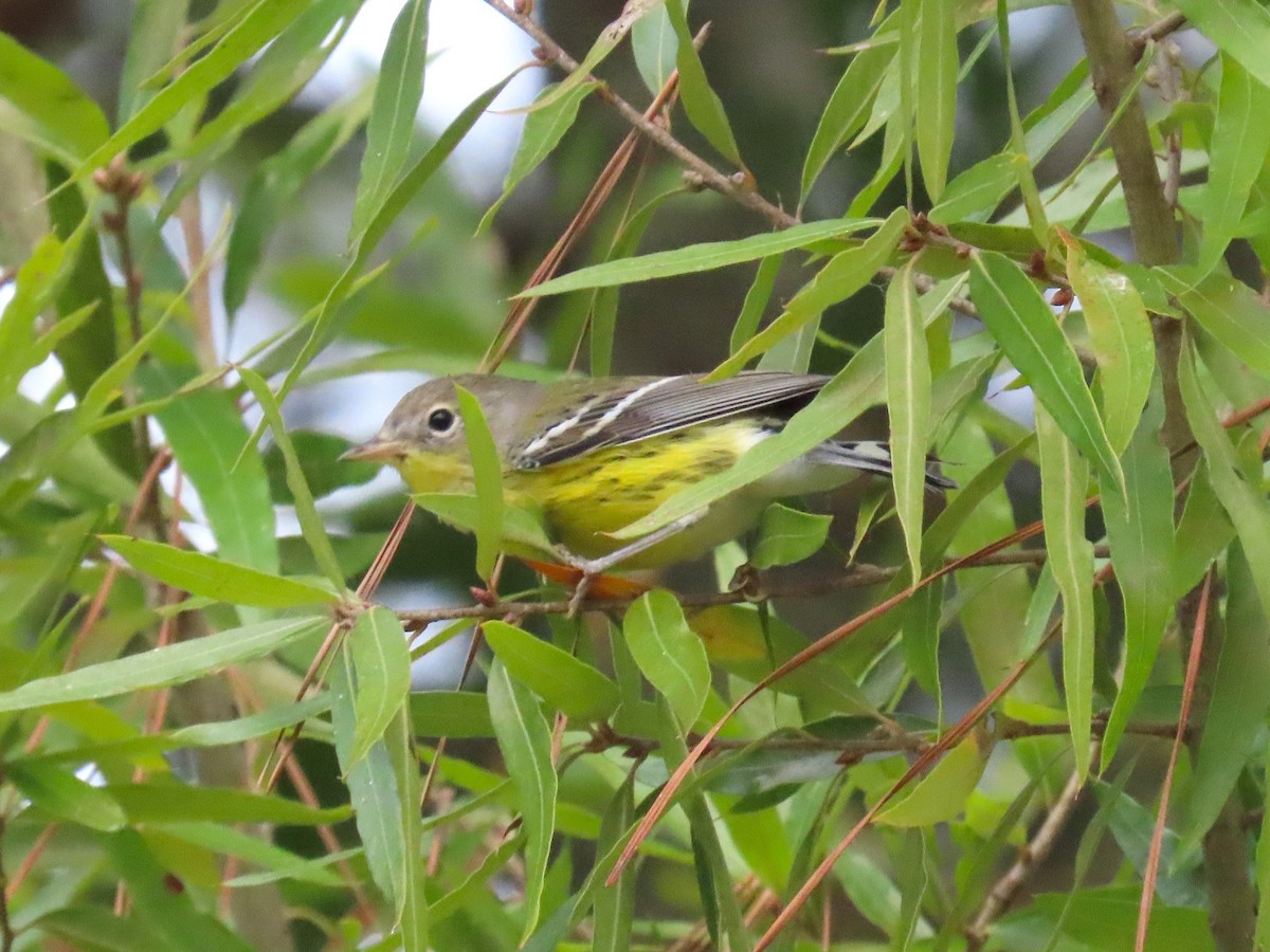 Magnolia Warbler - ML643673616