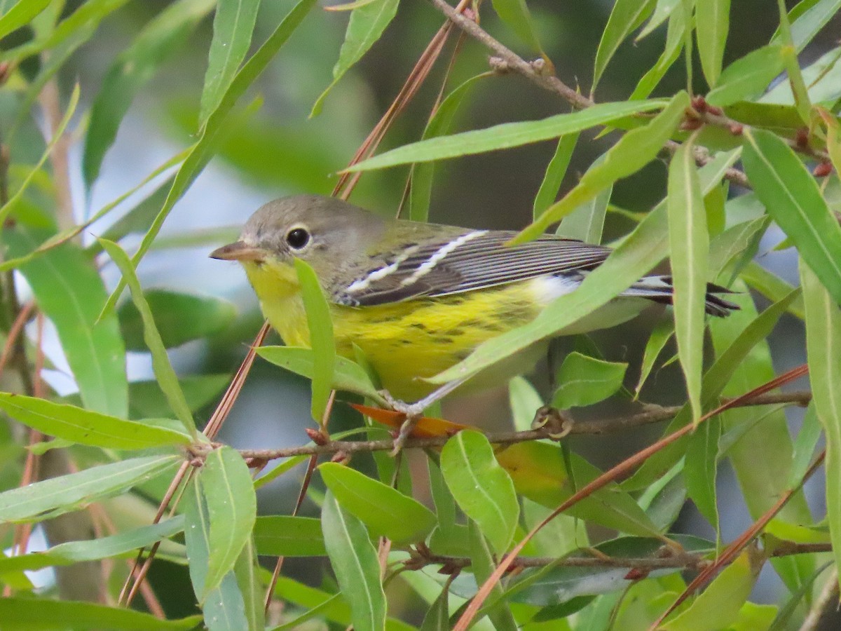 Magnolia Warbler - ML643673617