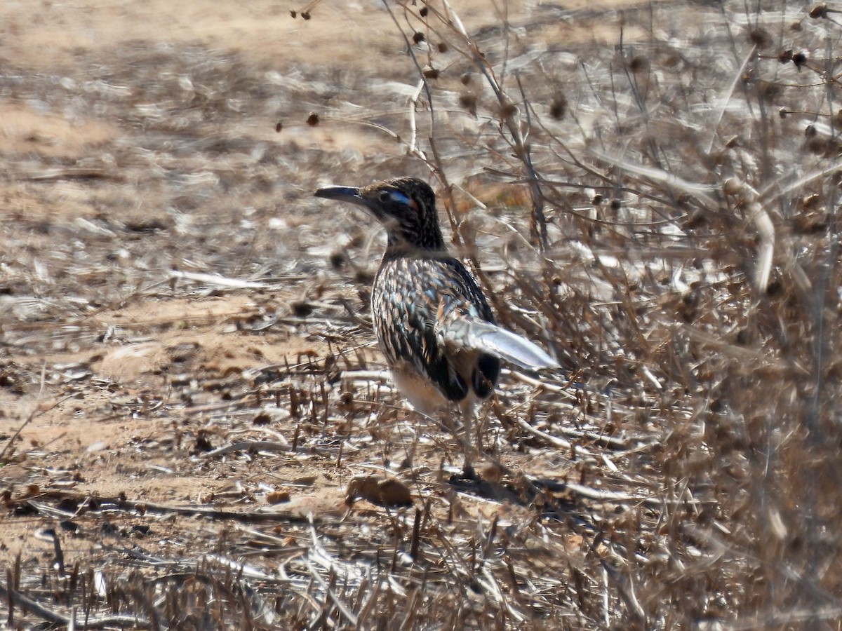 Greater Roadrunner - ML643673621