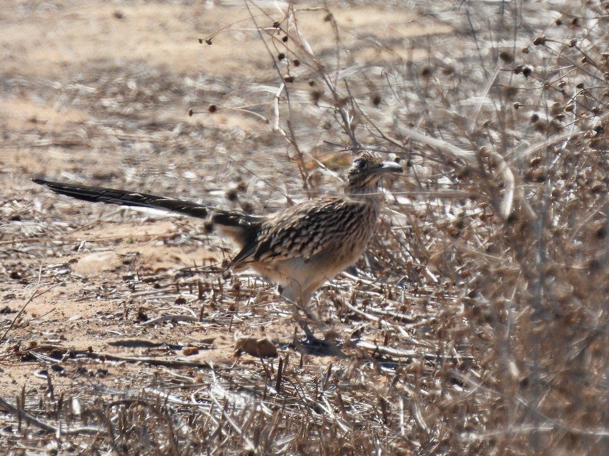 Greater Roadrunner - ML643673624