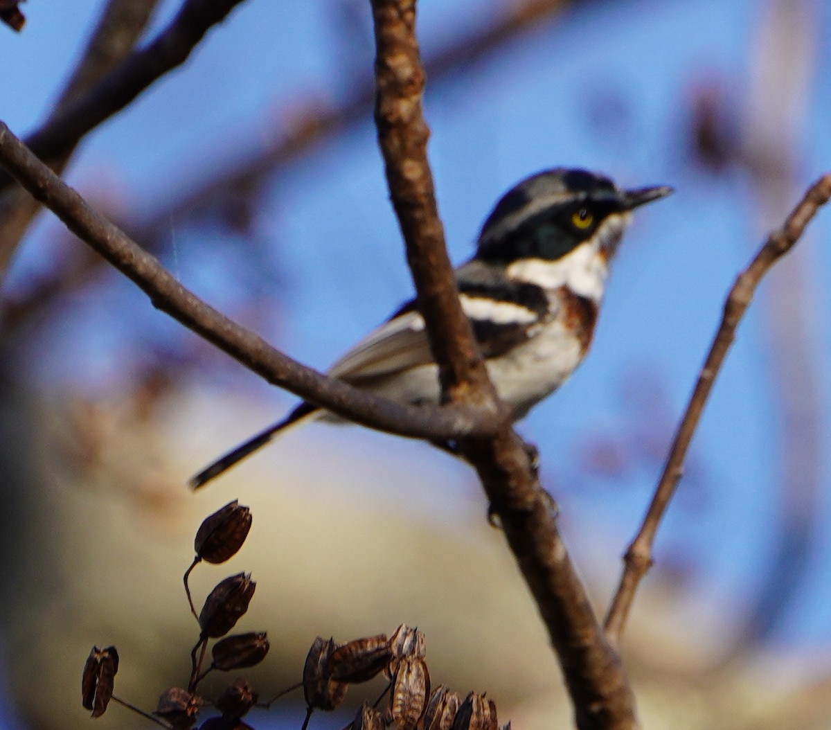 Chinspot Batis - ML643673628