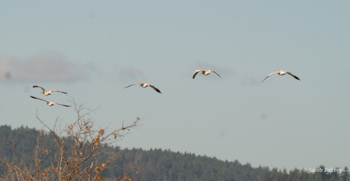 Snow Goose - ML643673641