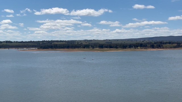 Australian Pelican - ML643673642