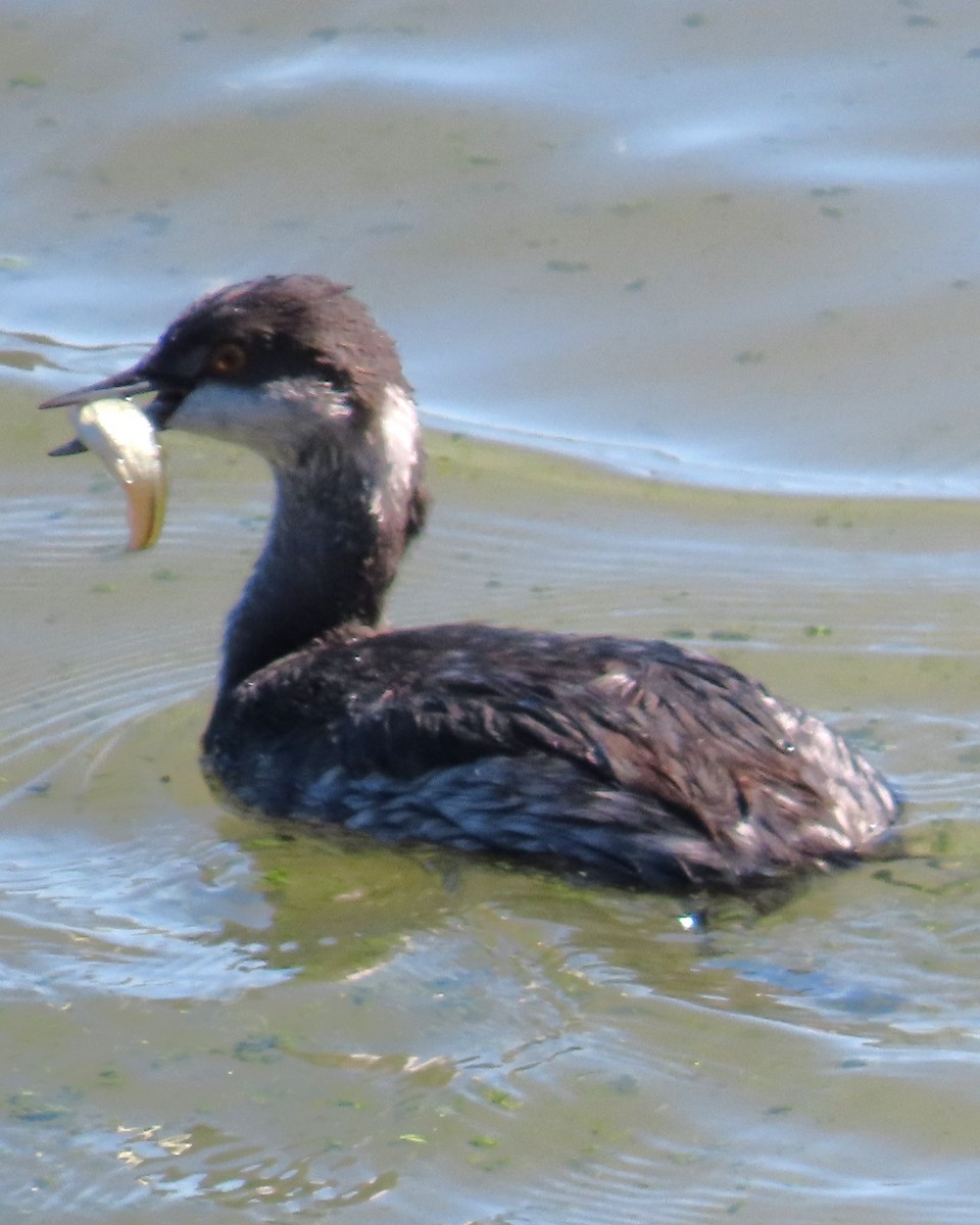 黑頸鸊鷉 - ML643673647