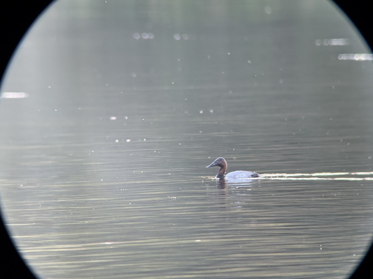 Canvasback - ML643673649