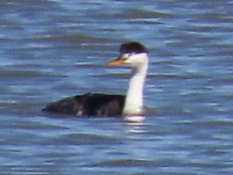 Clark's Grebe - ML643673665