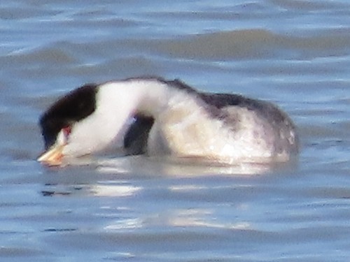 Clark's Grebe - ML643673666