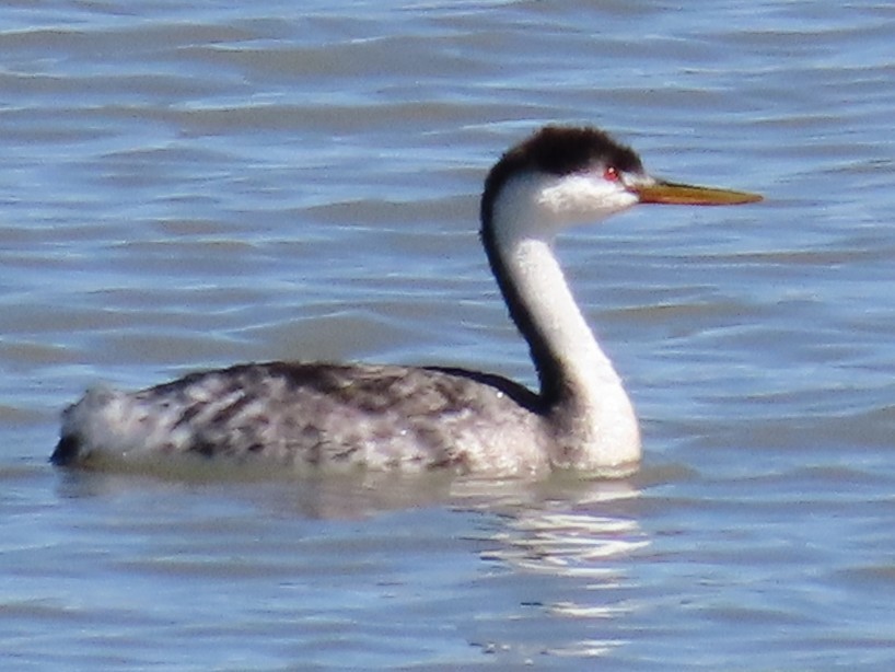 Clark's Grebe - ML643673667