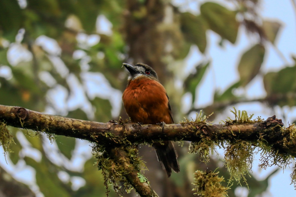 White-faced Nunbird - ML643673668