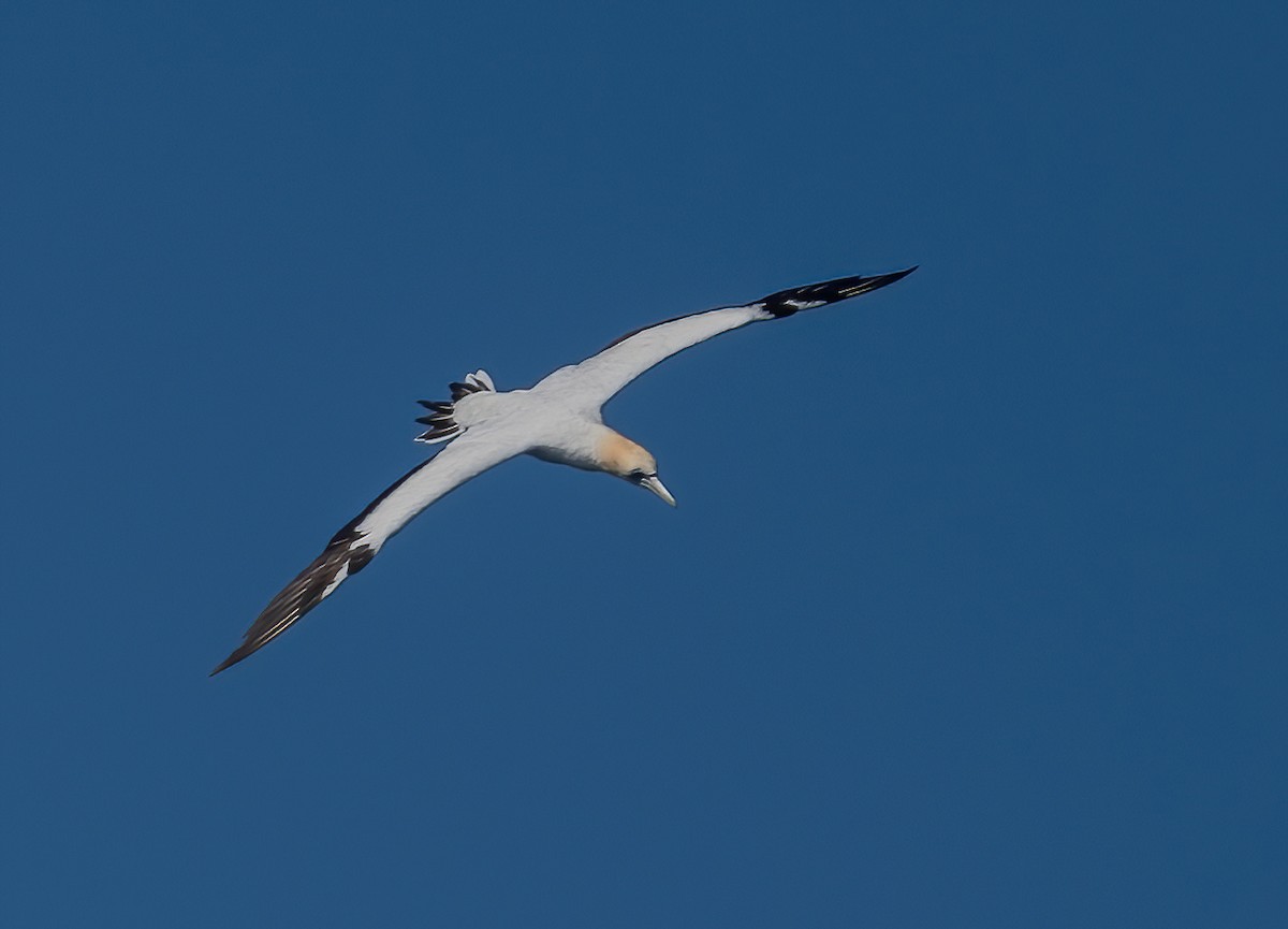 Australasian Gannet - ML643673674
