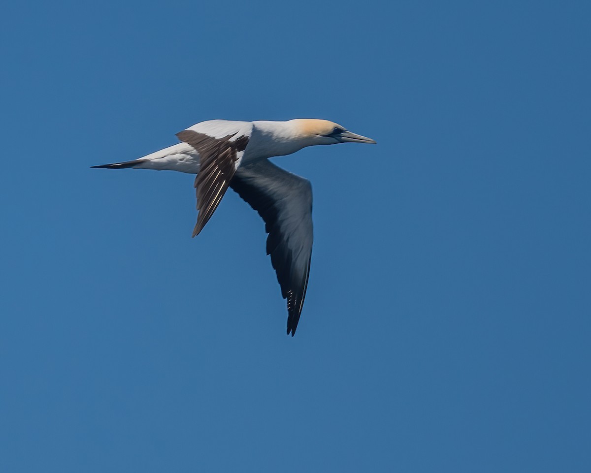 Australasian Gannet - ML643673675
