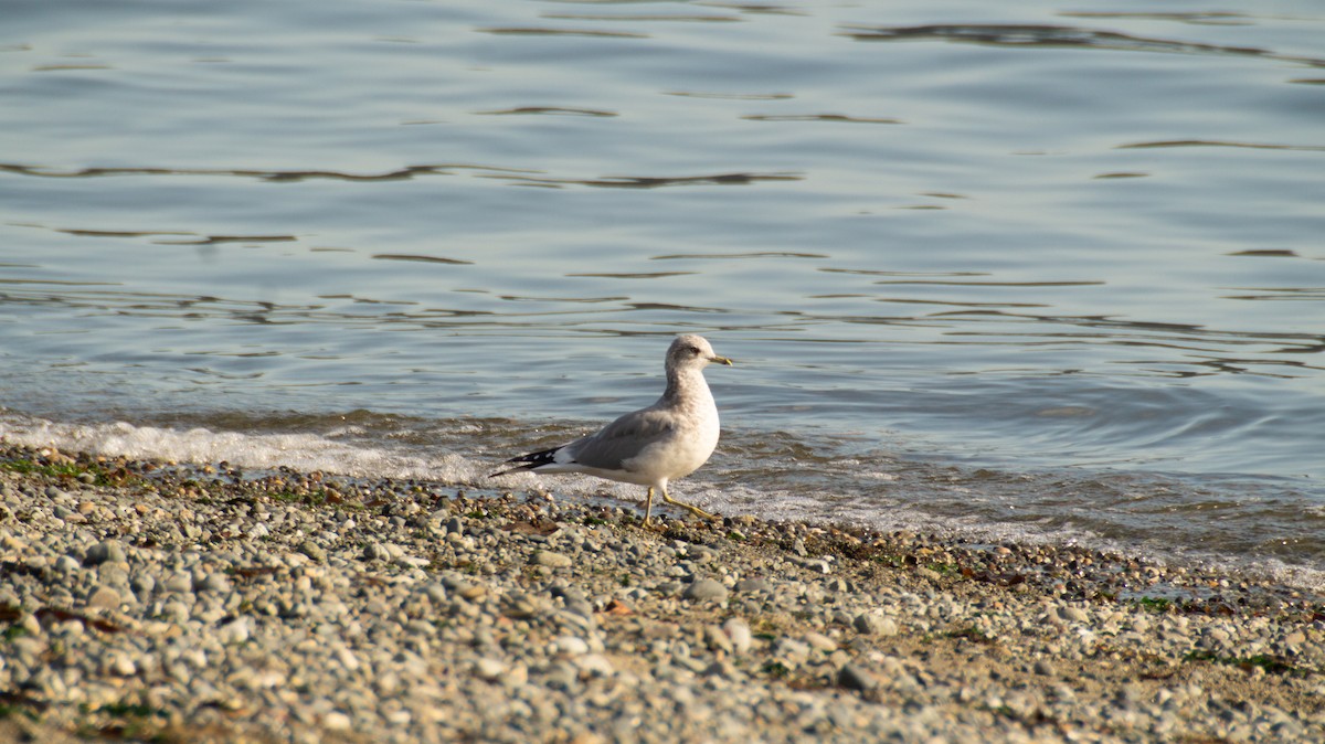 Short-billed Gull - ML643673684