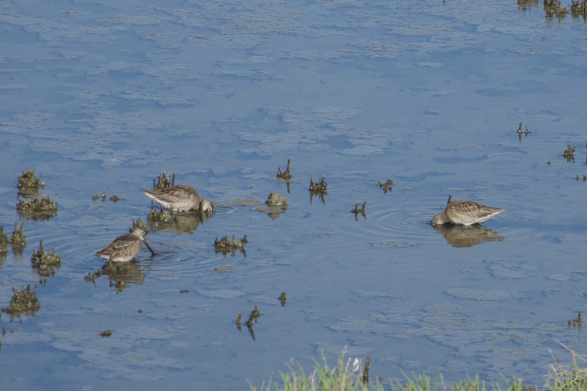 Long-billed Dowitcher - ML643673685