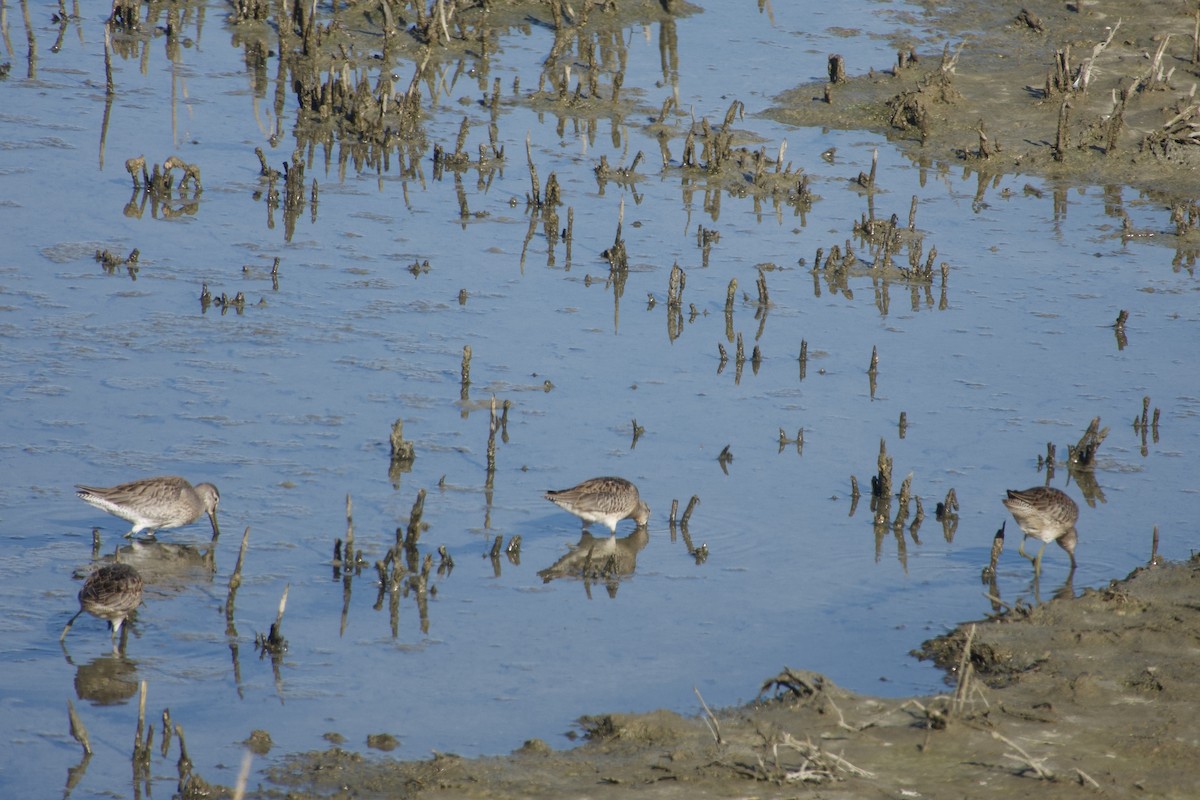 Long-billed Dowitcher - ML643673692