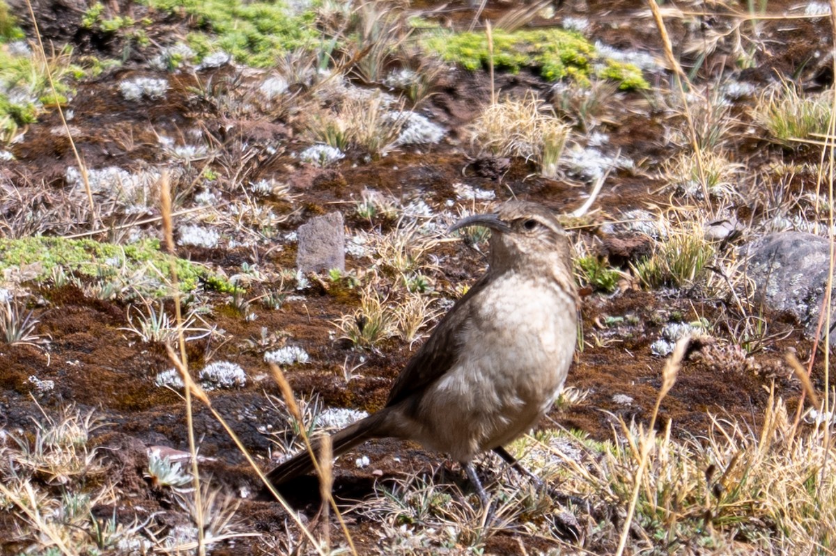 Buff-breasted Earthcreeper (Plain-breasted) - ML643673697
