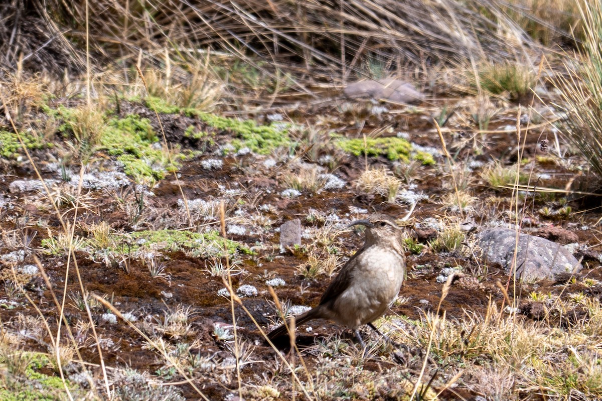Buff-breasted Earthcreeper (Plain-breasted) - ML643673699