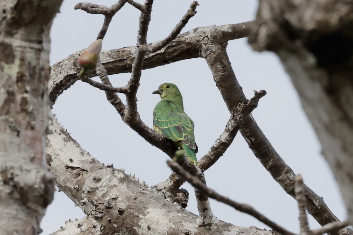 Rose-crowned Fruit-Dove - ML643673713
