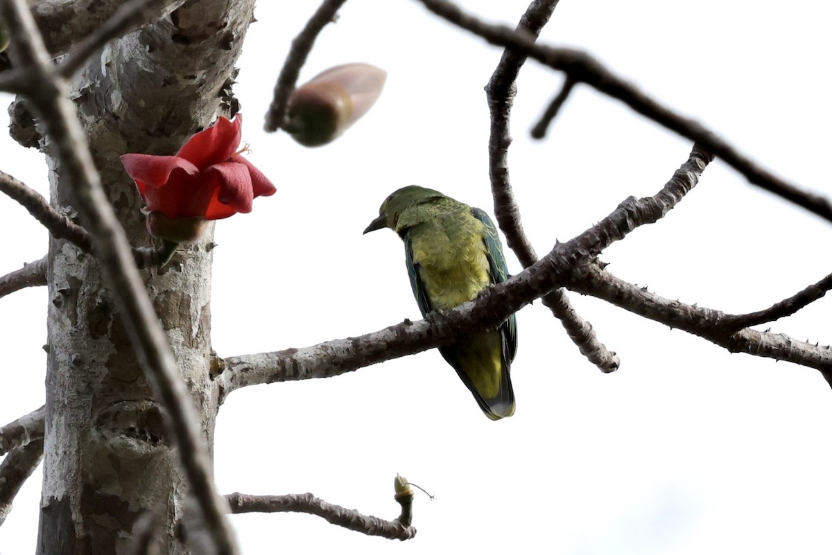 Rose-crowned Fruit-Dove - ML643673714