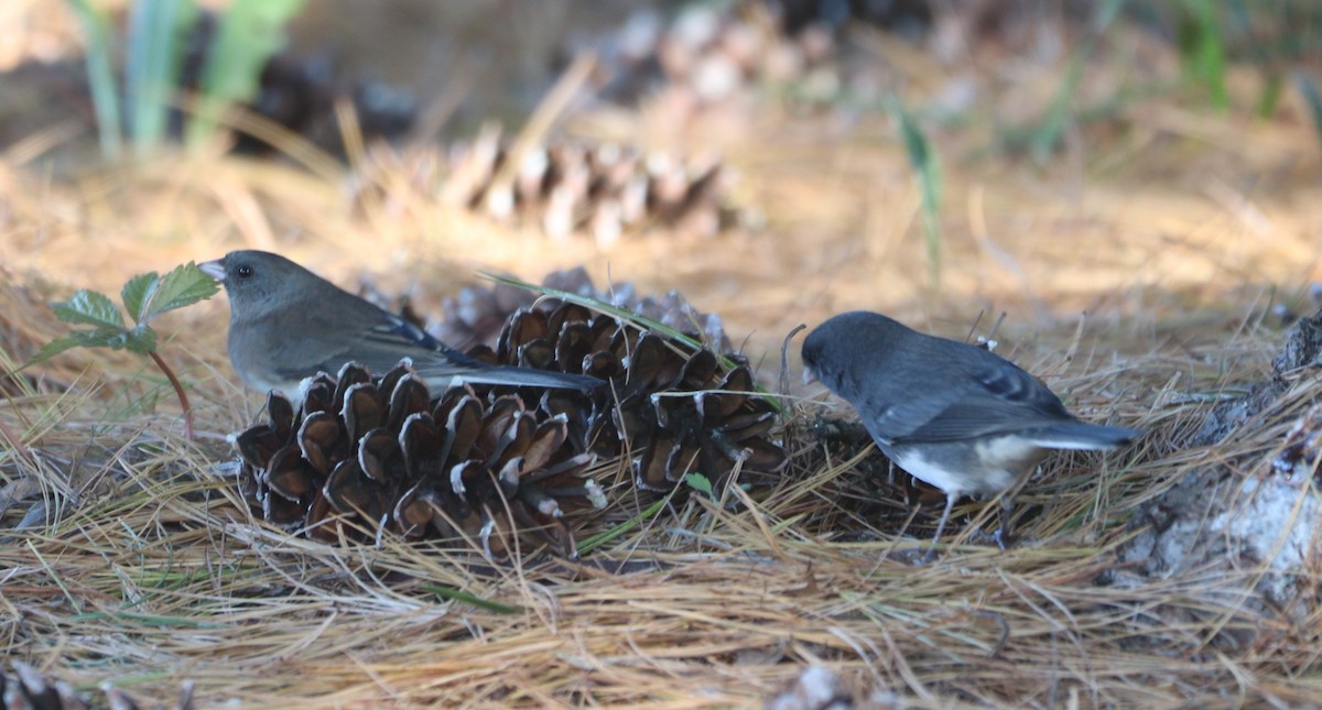 Dark-eyed Junco (Slate-colored) - ML643673720
