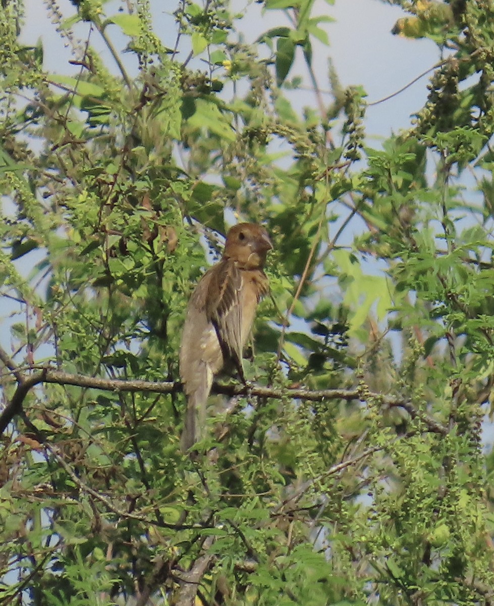 Blue Grosbeak - ML643673727