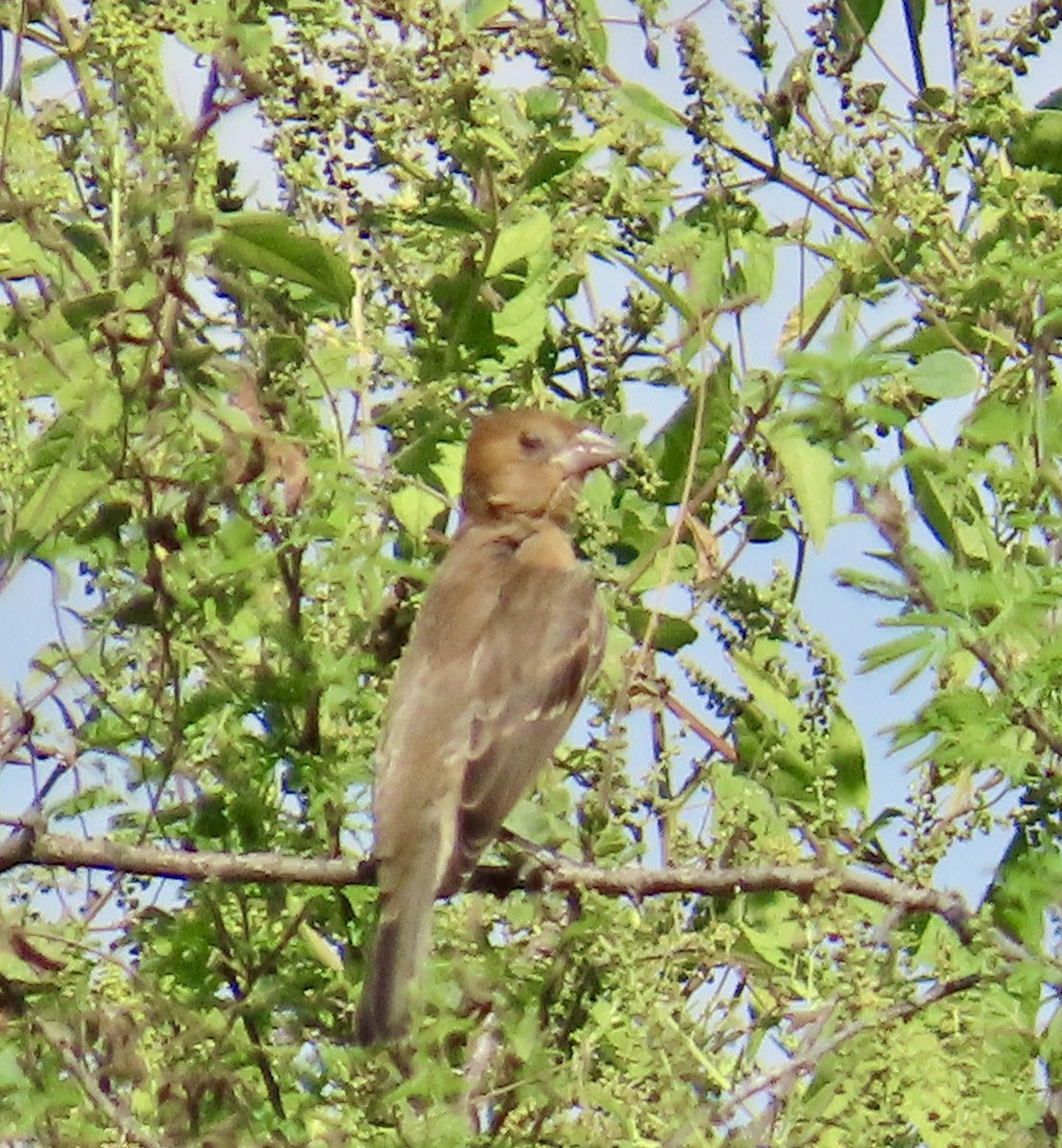 Blue Grosbeak - ML643673728