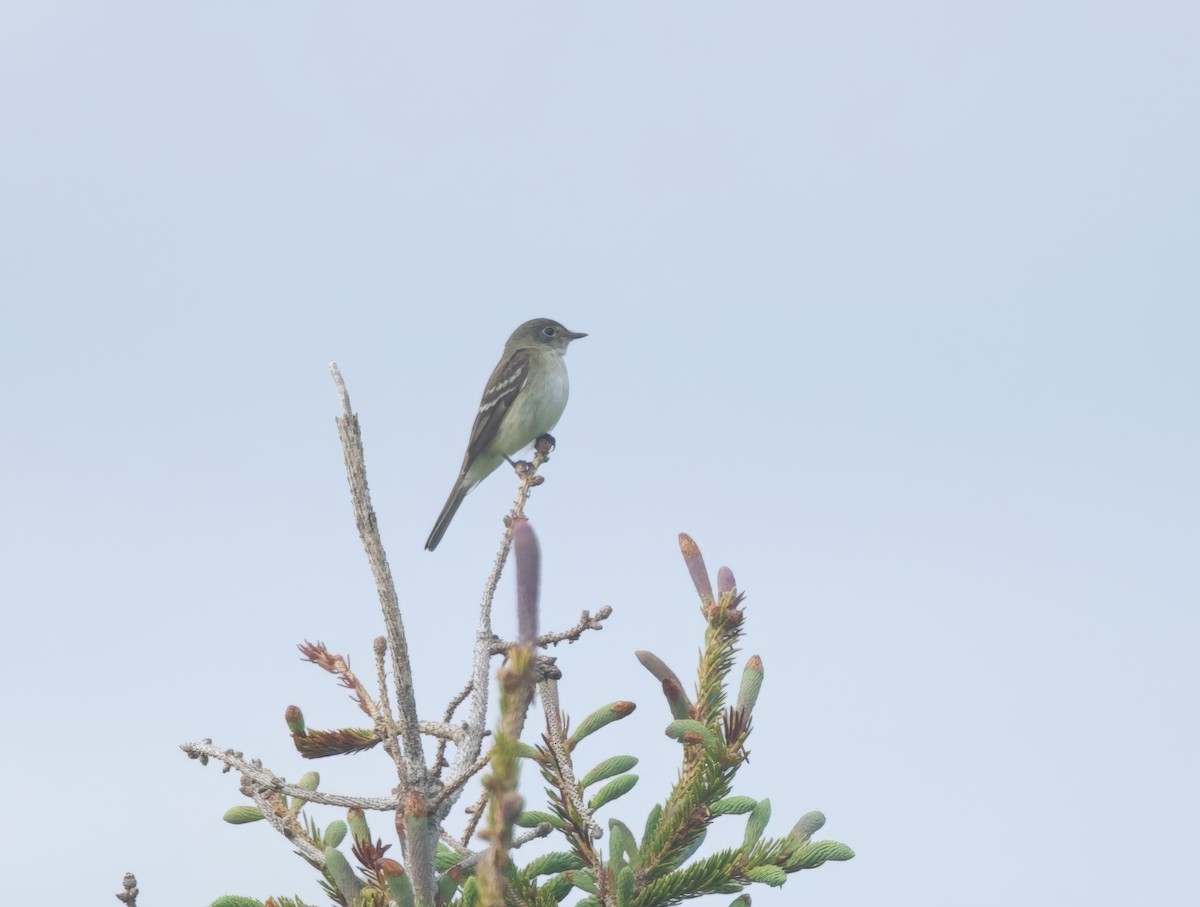 Alder Flycatcher - ML643673729