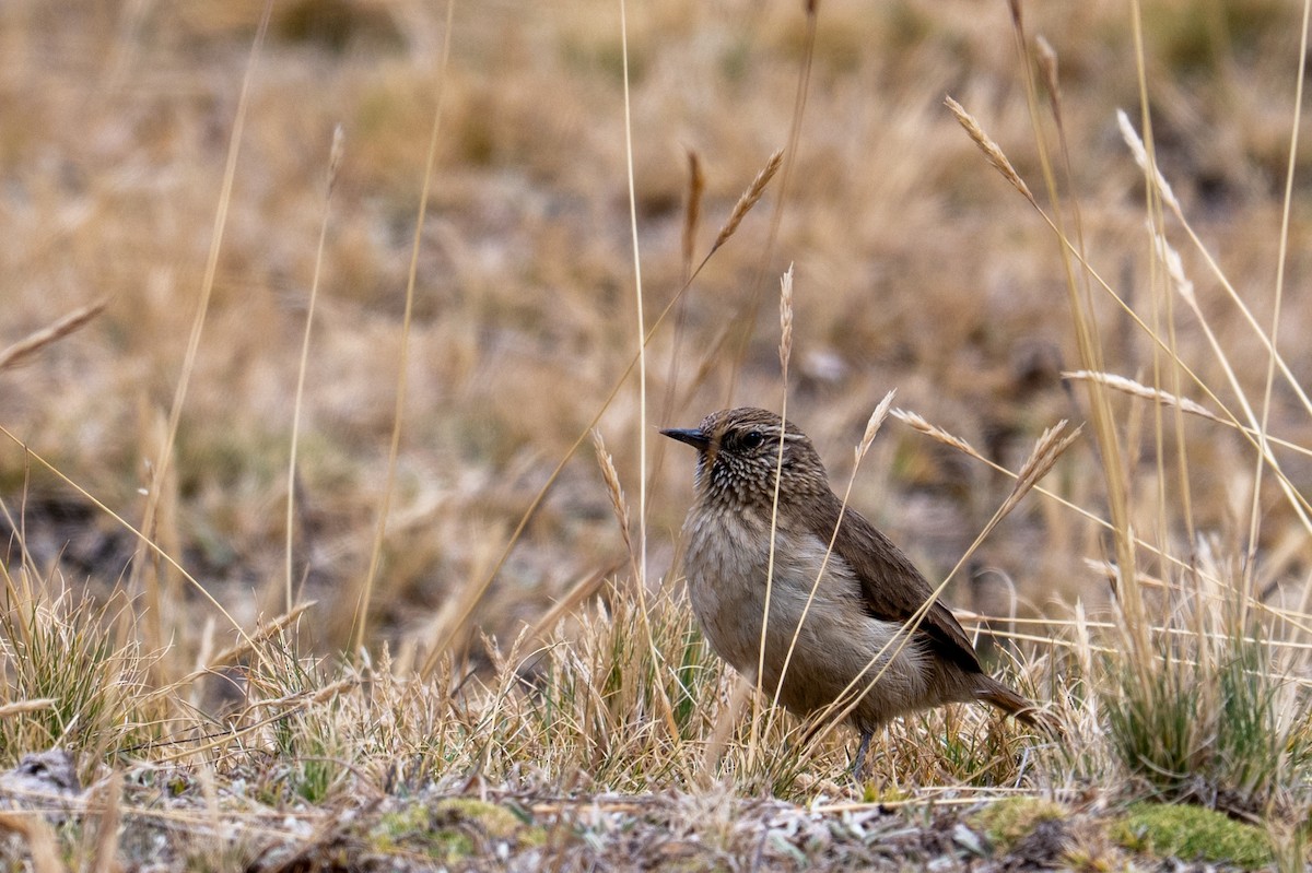 Streak-throated Canastero - ML643673732