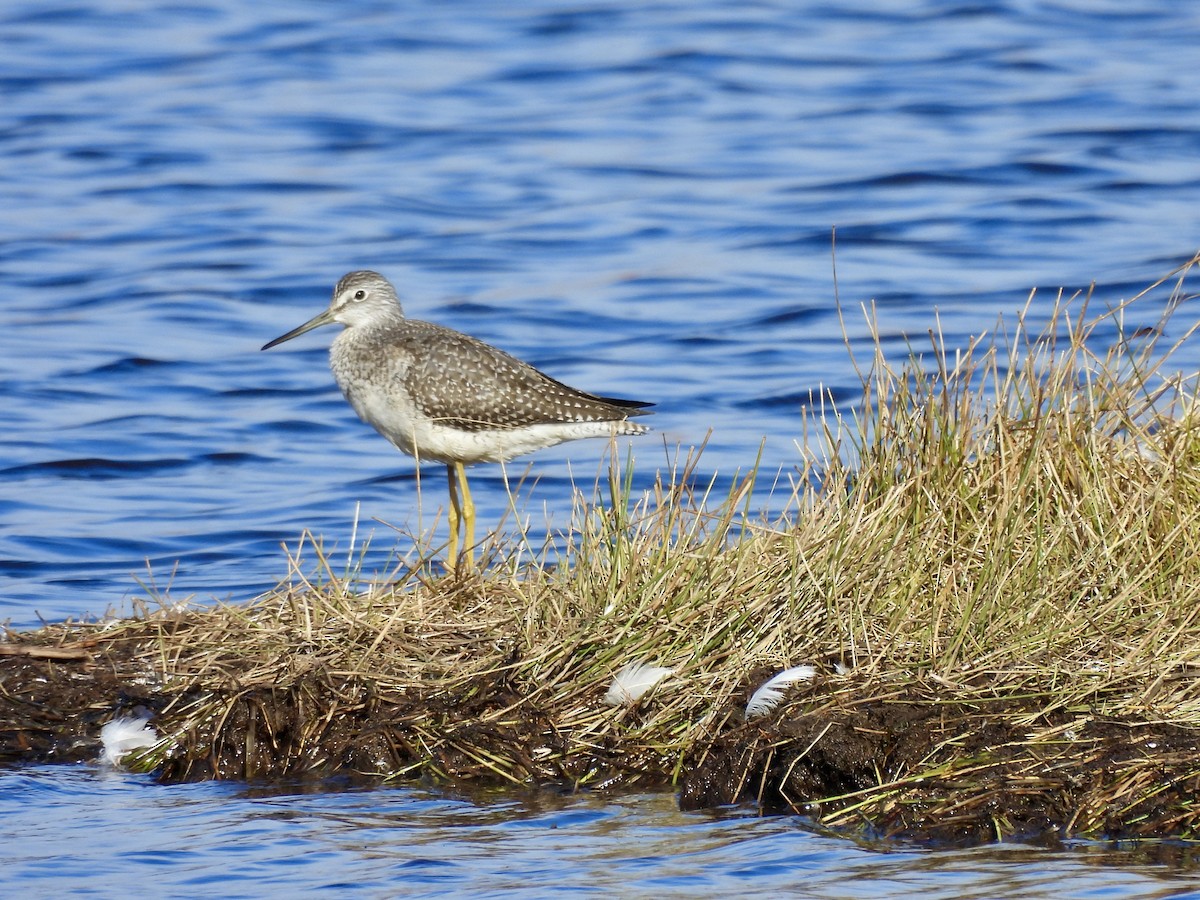Greater Yellowlegs - ML643673735