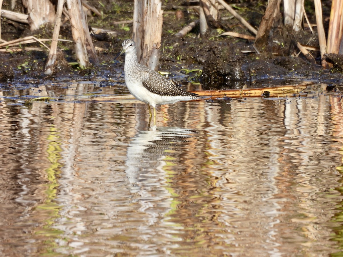 Greater Yellowlegs - ML643673736