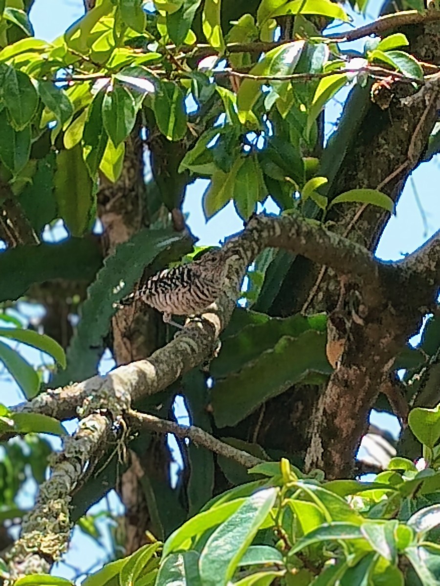 Barred Antshrike - ML643673740