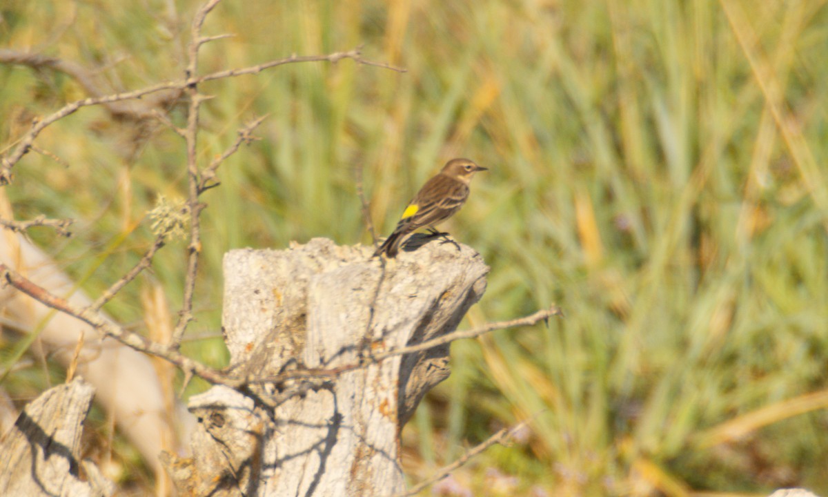 Yellow-rumped Warbler - ML643673741