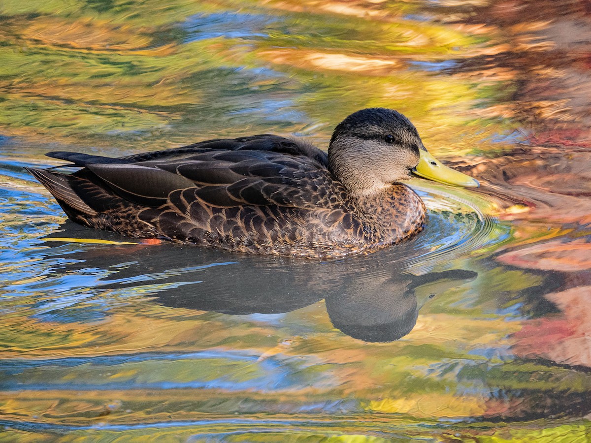 American Black Duck - ML643673742
