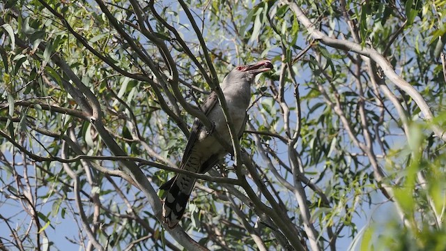 Channel-billed Cuckoo - ML643673755