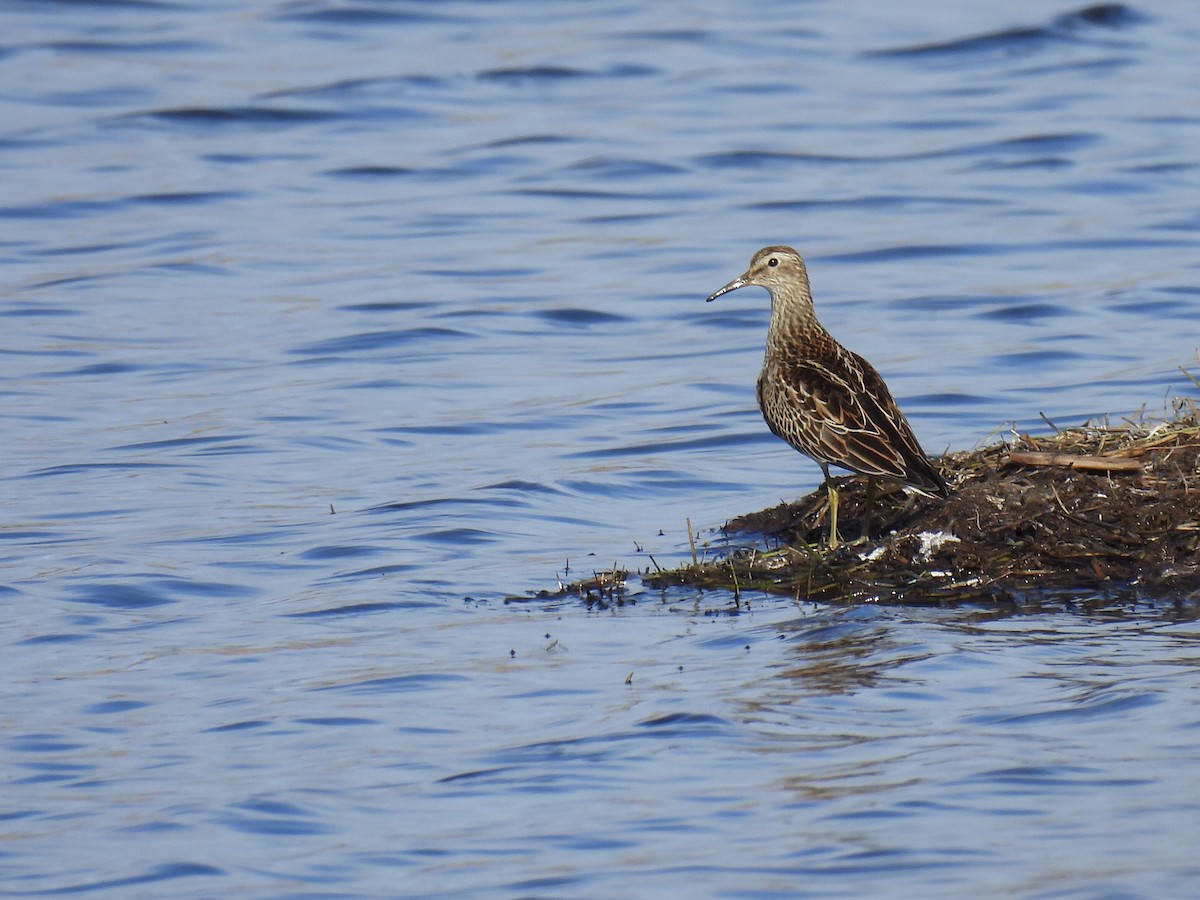 Pectoral Sandpiper - ML643673757
