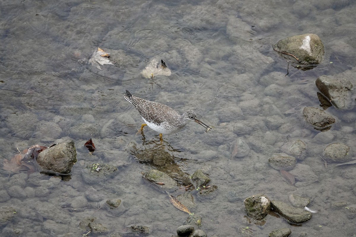 Greater Yellowlegs - ML643673764