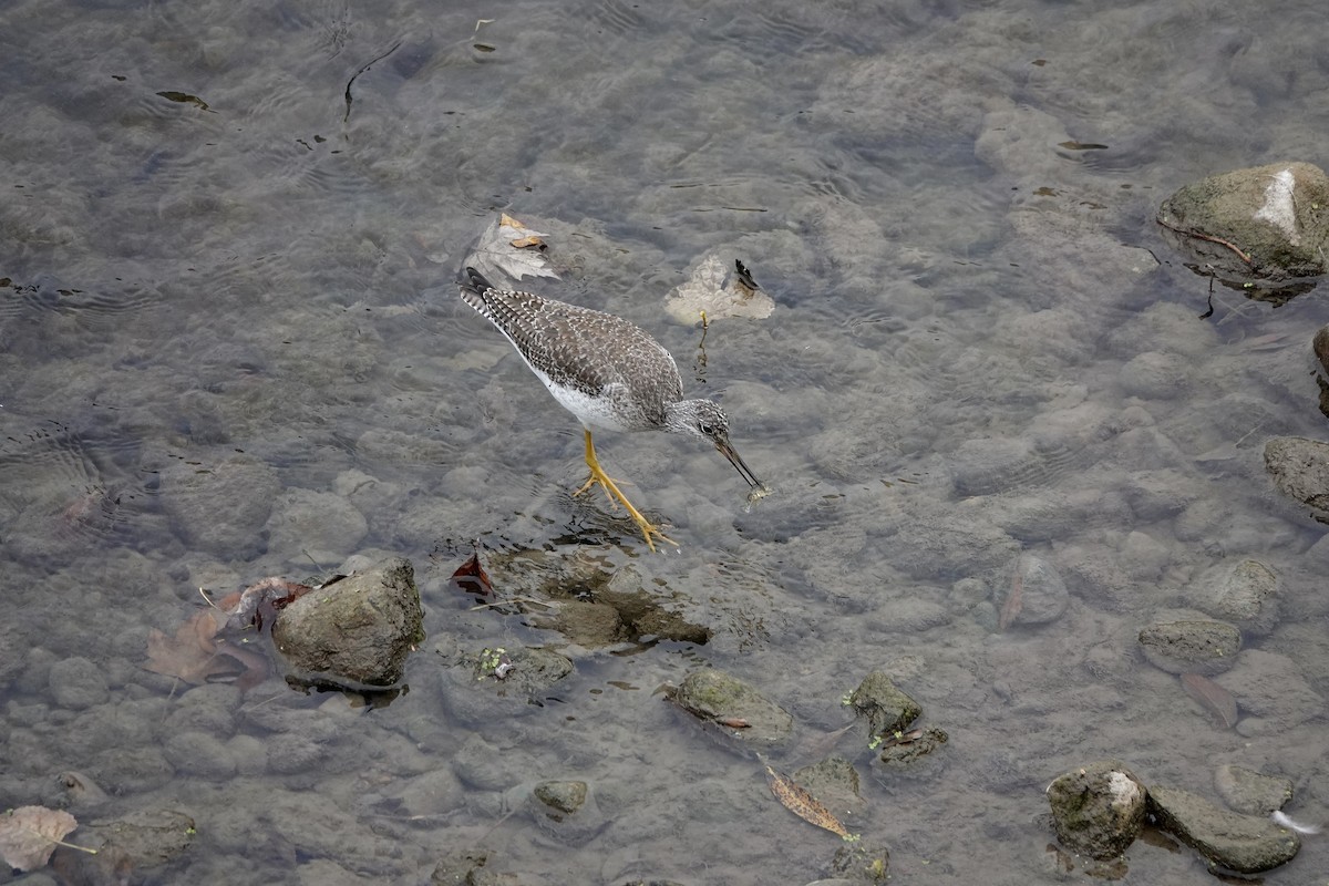 Greater Yellowlegs - ML643673765