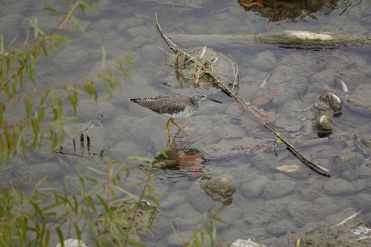 Greater Yellowlegs - ML643673766