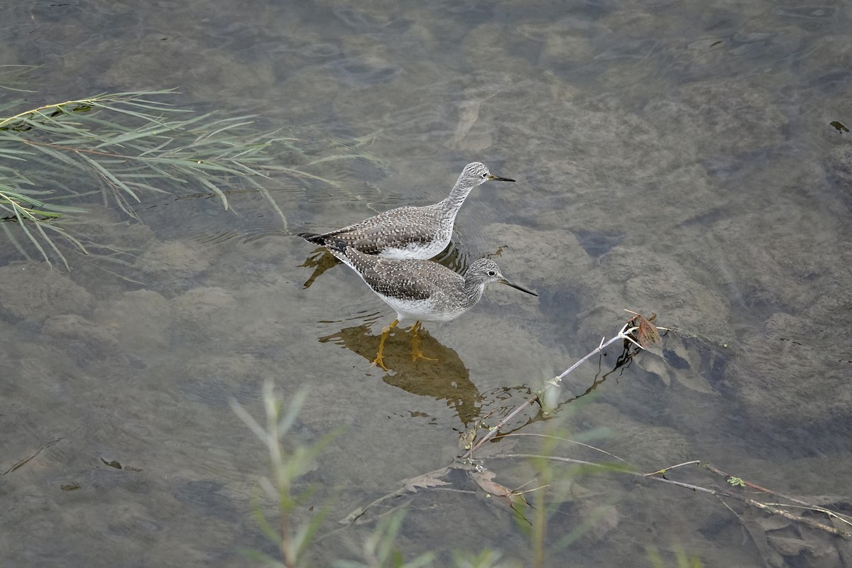 Greater Yellowlegs - ML643673767