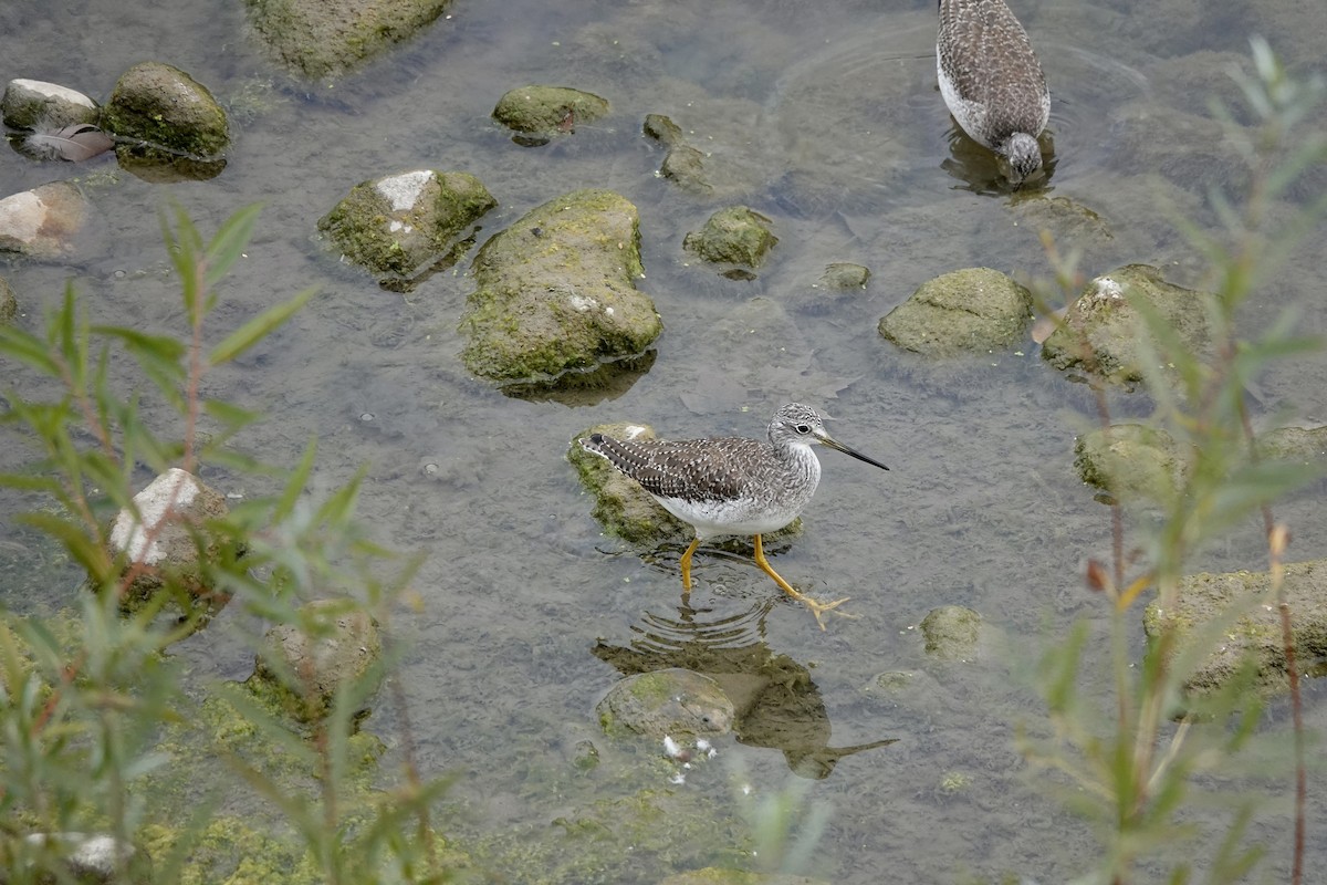 Greater Yellowlegs - ML643673768