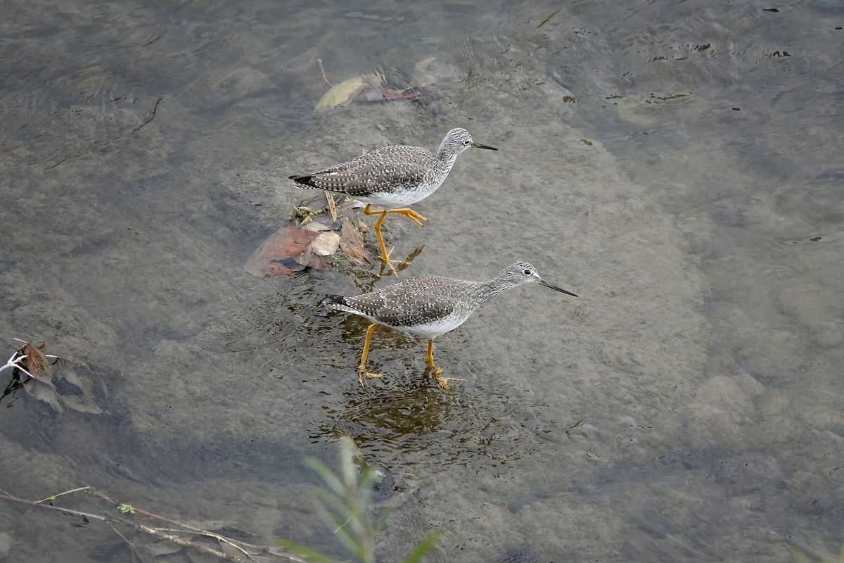 Greater Yellowlegs - ML643673769