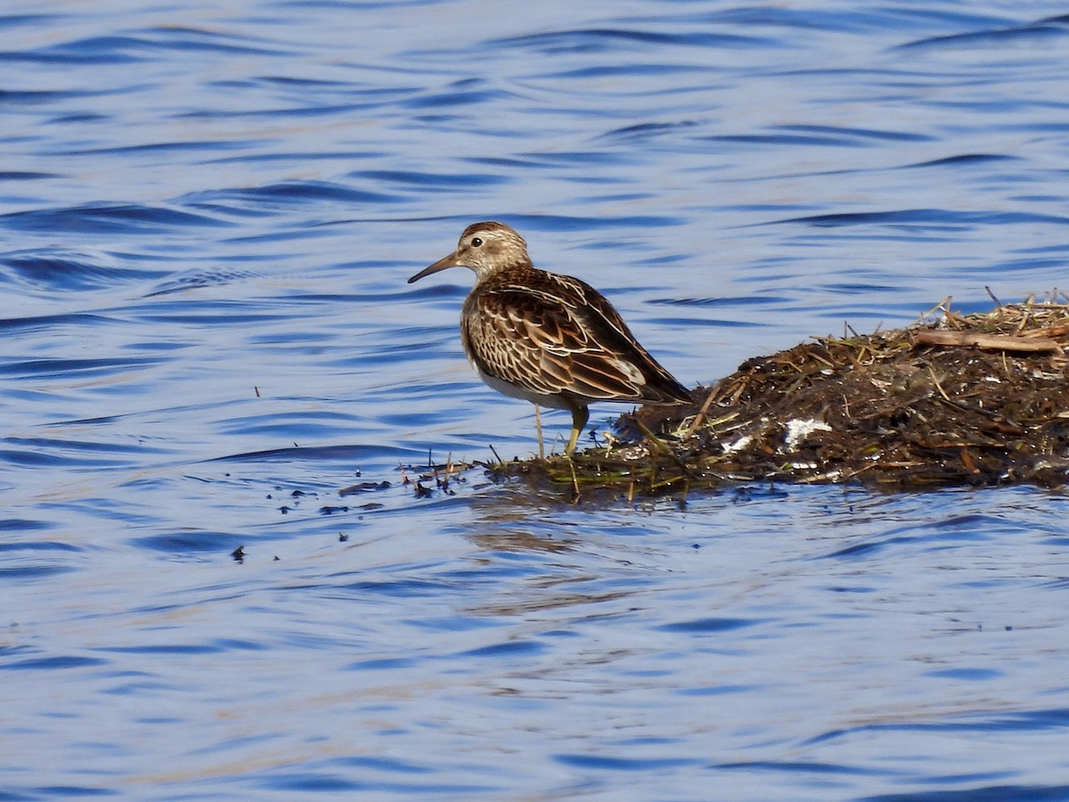 Pectoral Sandpiper - ML643673773