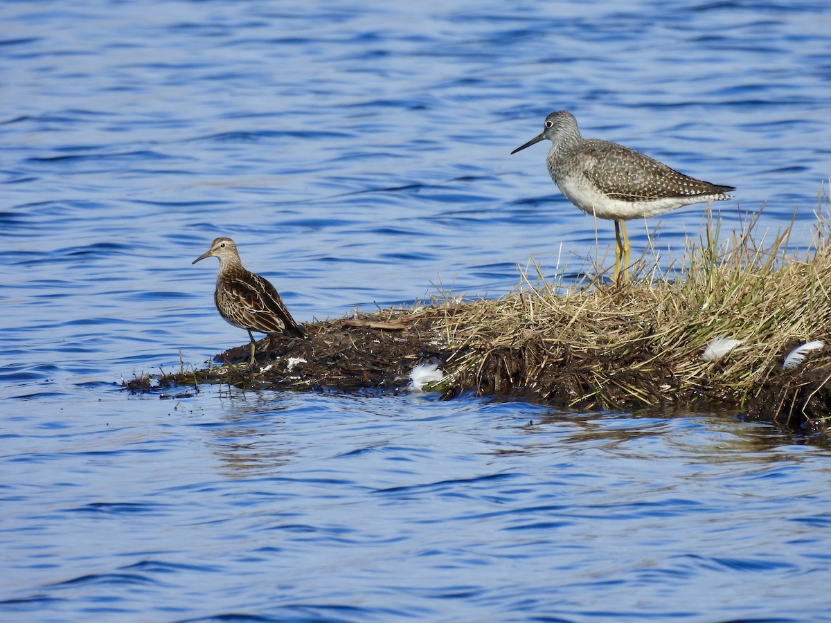 Pectoral Sandpiper - ML643673774
