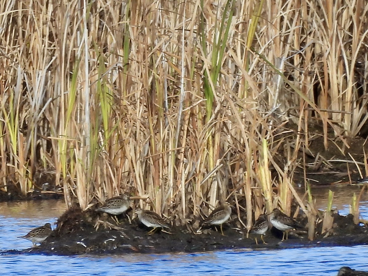 Pectoral Sandpiper - ML643673775
