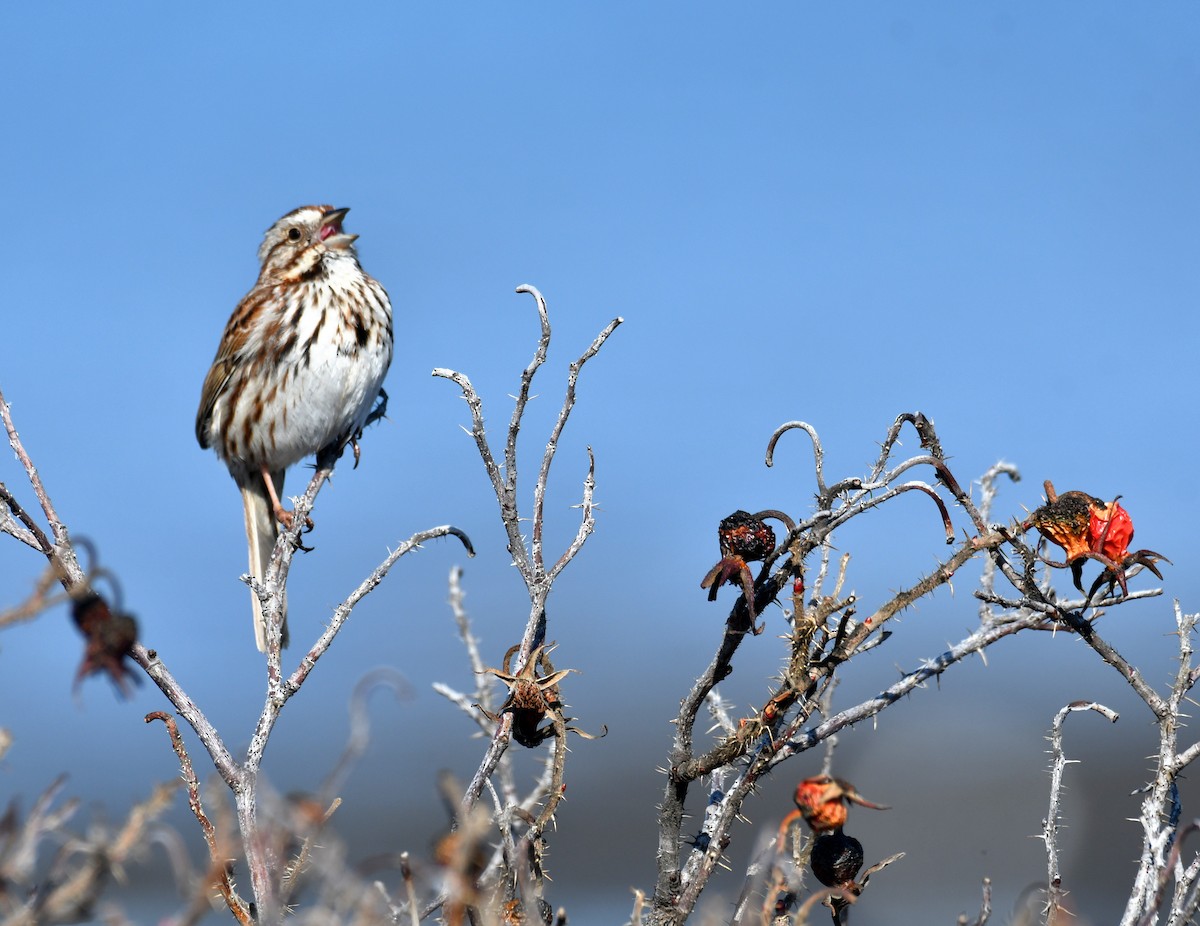 Song Sparrow - ML643673781