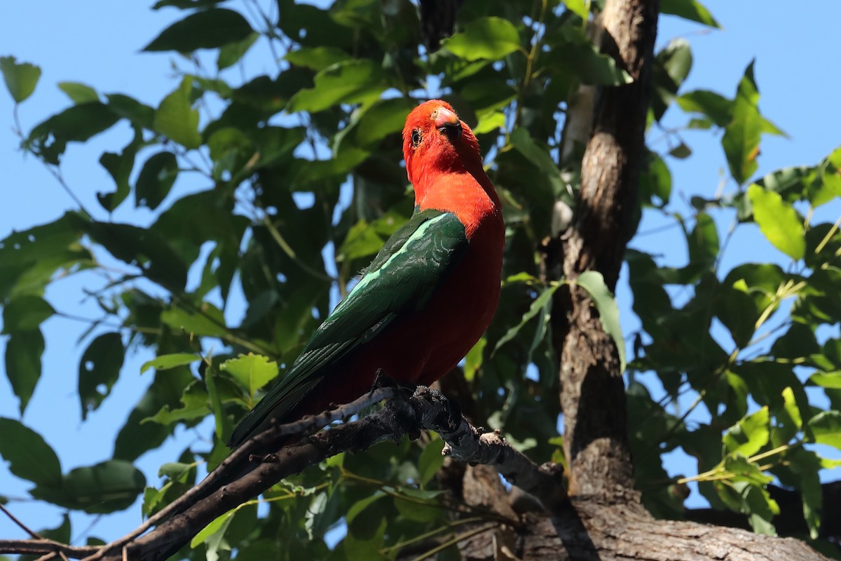 Australian King-Parrot - ML643673786