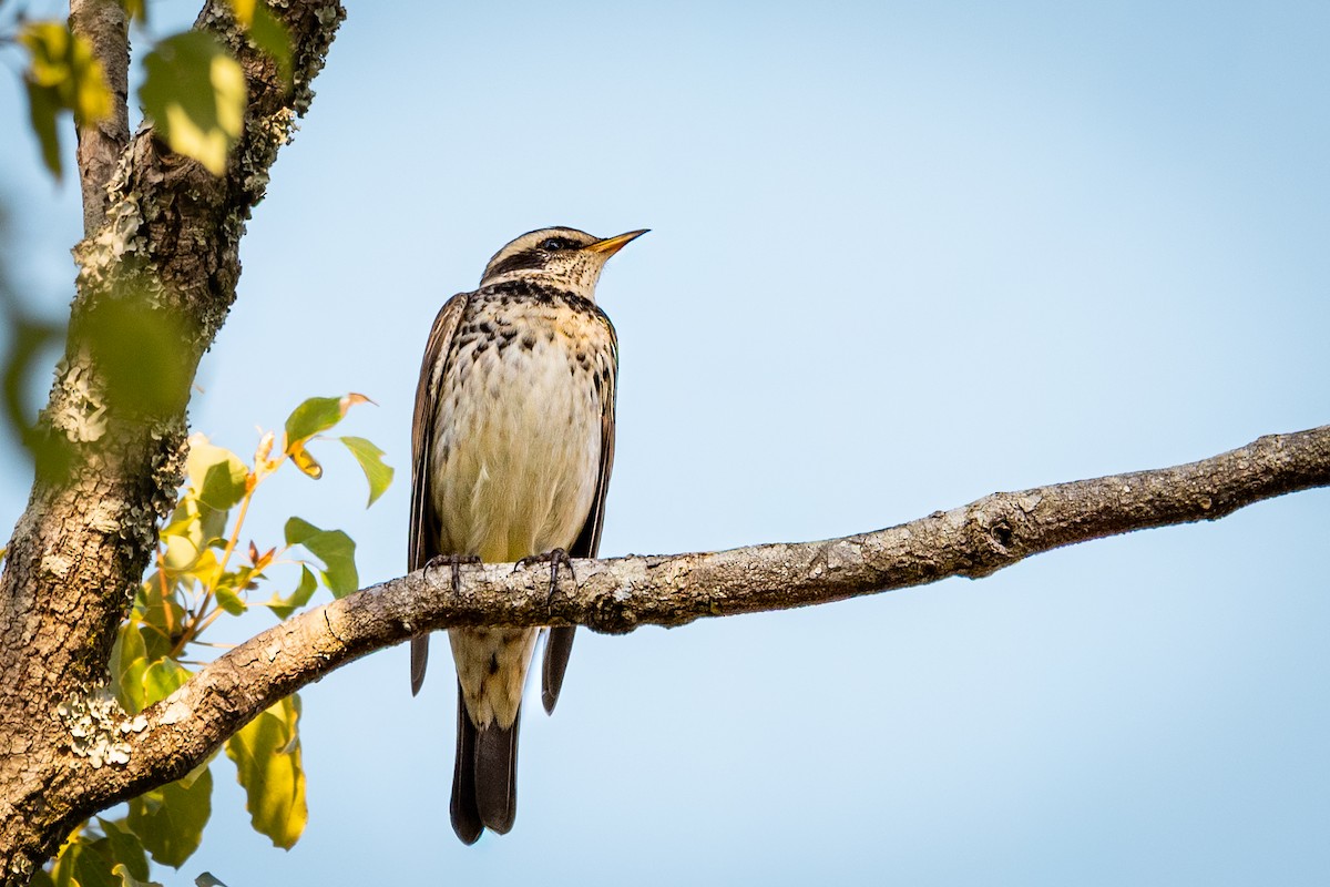 Dusky Thrush - ML643673790