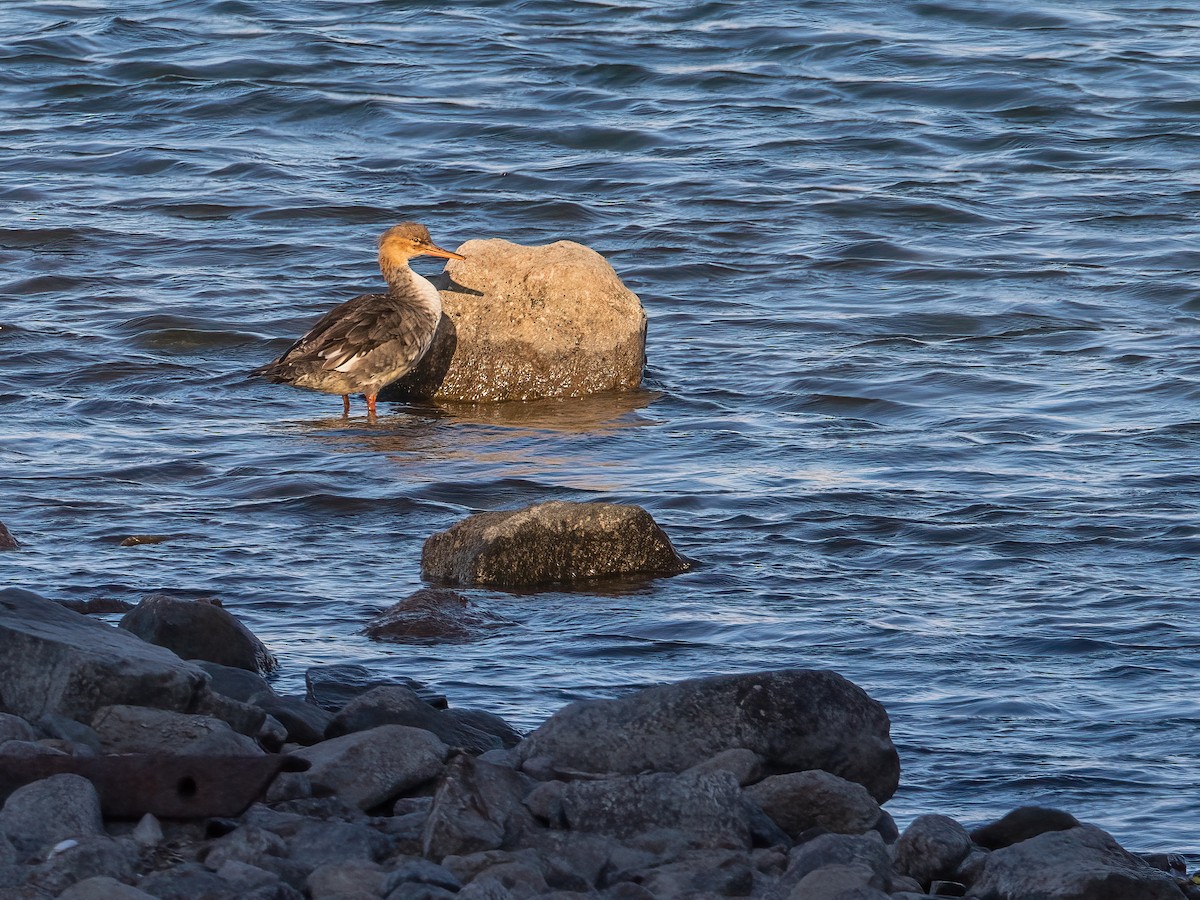 Red-breasted Merganser - ML643673791