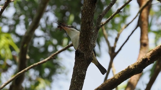 Sacred Kingfisher - ML643673793