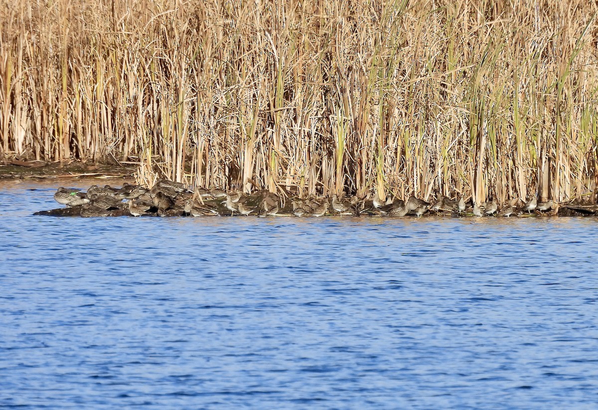 Pectoral Sandpiper - ML643673797