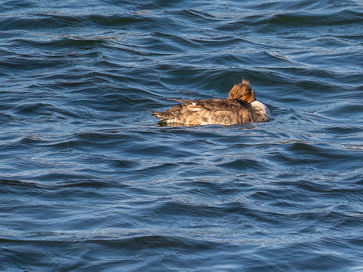 Red-breasted Merganser - ML643673805